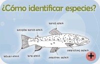 Clave de identificacin de la ictiofauna extremea